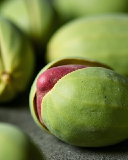 Pista et Pistachio : Plongée au cœur des mystères de cette précieuse graine verte