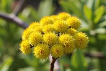 Cider Gum (Eucalyptus gunnii) : Le guide ultime pour réussir votre culture en jardin